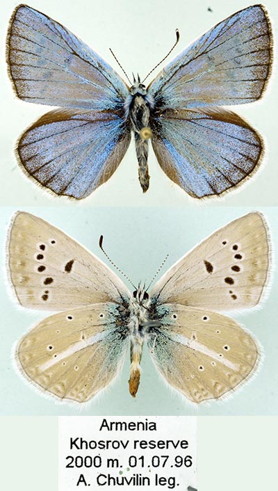 Polyommatus surakovi